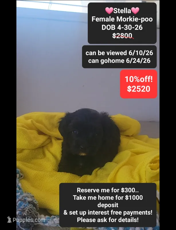 Stella – Poodle - Toy , Morkie puppy for sale in Tucson, AZ