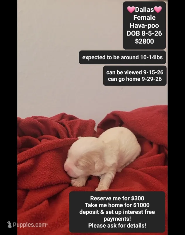 Dallas – Havanese, Poodle - Toy  puppy for sale in Tucson, AZ