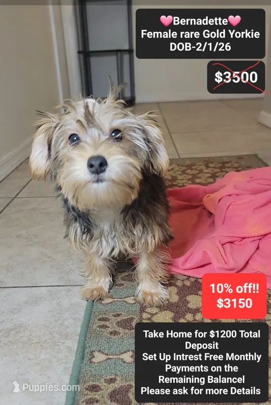 Bernadette – Yorkshire Terrier puppy for sale in Tucson, AZ
