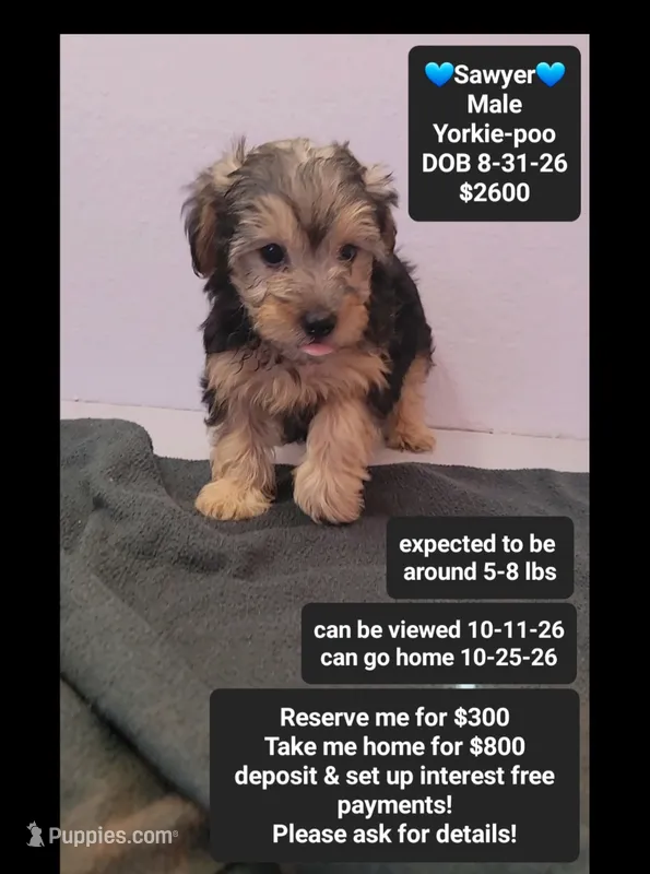 Sawyer – Yorkshire Terrier, Poodle - Toy  puppy for sale in Tucson, AZ