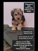 Sawyer, a male Yorkshire Terrier and Poodle - Toy  for sale in Tucson, AZ – 1 of 3