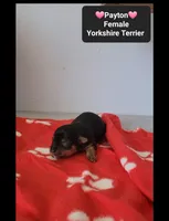 Payton , a female Yorkshire Terrier for sale in Tucson, AZ – 3 of 3