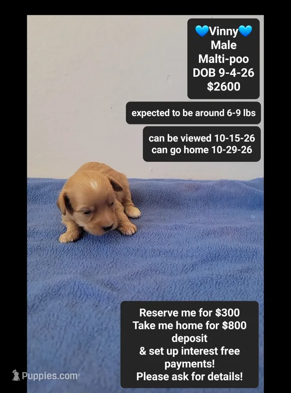 Vinny – Maltipoo puppy for sale in Tucson, AZ