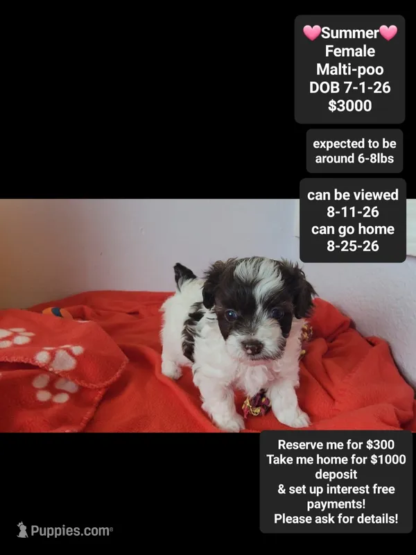 Summer*1000 take home – Maltipoo puppy for sale in Tucson, AZ