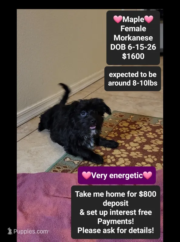 Maple*$800 take home – Havanese, Morkie puppy for sale in Tucson, AZ