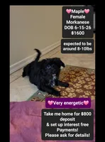 Maple*$800 take home, a female Havanese and Morkie for sale in Tucson, AZ – 1 of 3