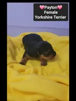 Payton*$1000 take home, a female Yorkshire Terrier for sale in Tucson, AZ – 3 of 3