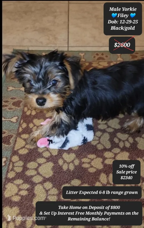Filey – Yorkshire Terrier puppy for sale in Tucson, AZ