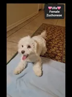 Ulla*900 take home, a female Havanese and Shichon for sale in Tucson, AZ – 3 of 3