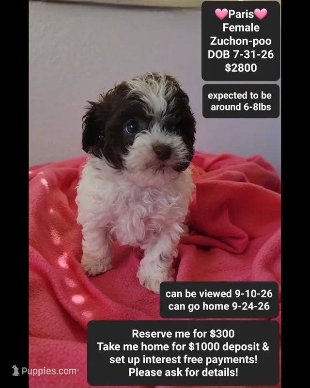 Paris*1000 take home – Poodle - Toy , Shichon puppy for sale in Tucson, AZ