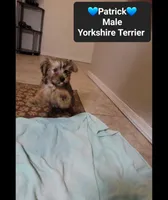 patrick*$800 take home, a male Yorkshire Terrier for sale in Tucson, AZ – 2 of 3