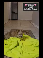Penelope*$1000 take home, a female Yorkshire Terrier for sale in Tucson, AZ – 2 of 3