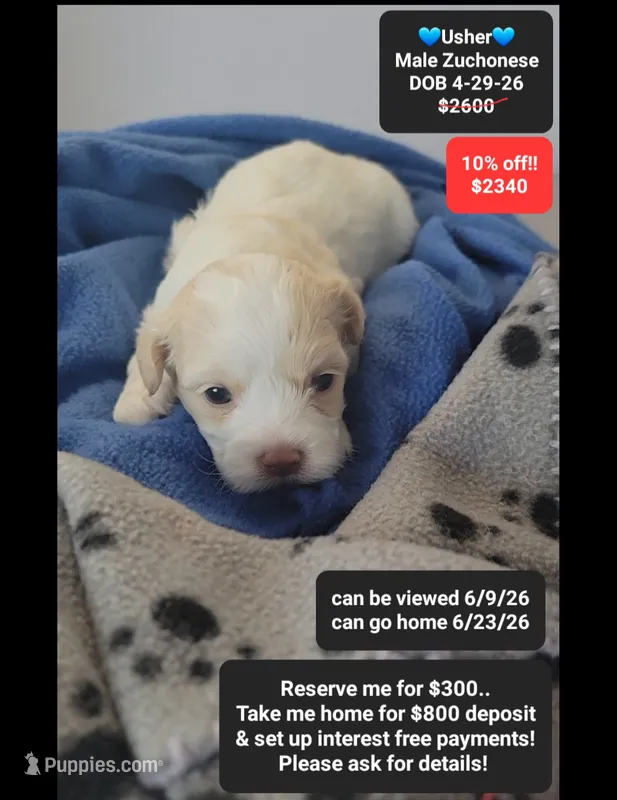 Usher – Havanese, Shichon puppy for sale in Tucson, AZ