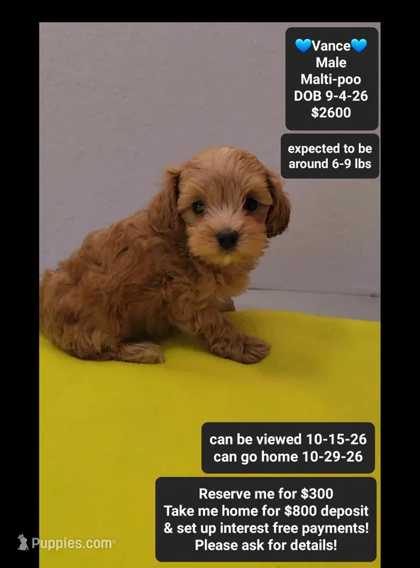 Vance – Maltipoo puppy for sale in Tucson, AZ