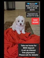 Ulysses*800 take home, a male Havanese and Shichon for sale in Tucson, AZ – 1 of 3