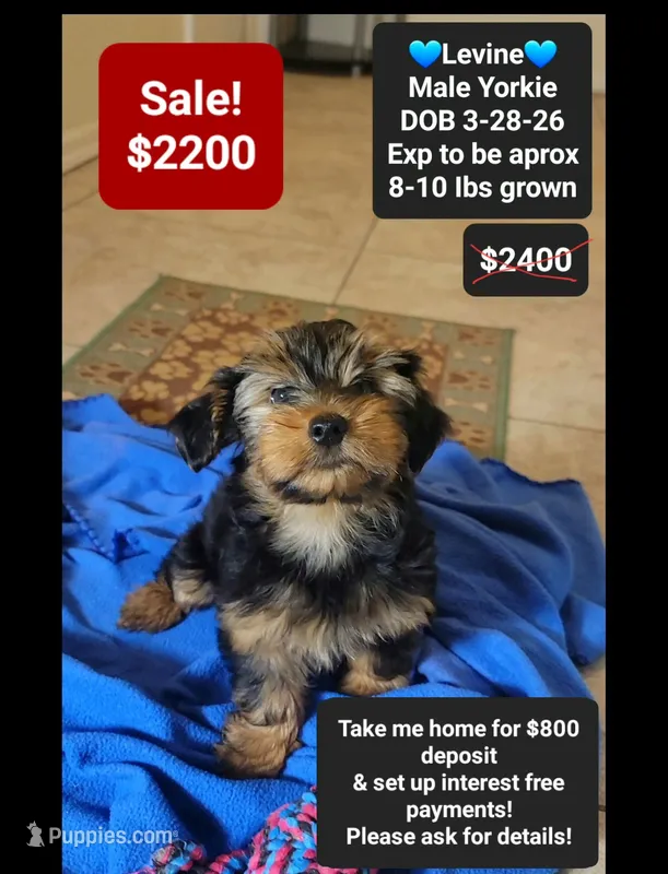 Levine – Yorkshire Terrier puppy for sale in Tucson, AZ