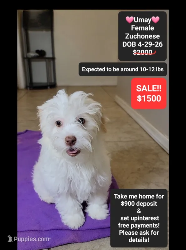 Umay*900 take home – Havanese, Shichon puppy for sale in Tucson, AZ