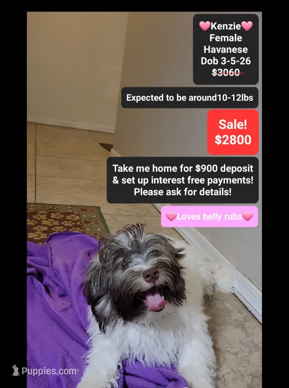 Kenzie*900 take home – Havanese puppy for sale in Tucson, AZ