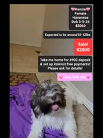 Kenzie*900 take home, a female Havanese for sale in Tucson, AZ – 1 of 3