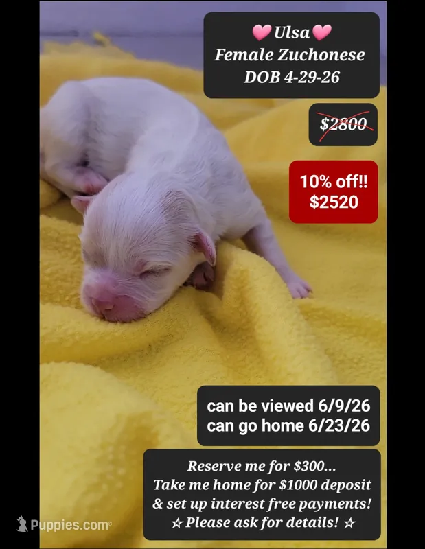 Ulsa – Havanese, Shichon puppy for sale in Tucson, AZ