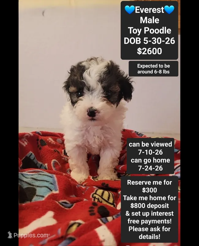 Everest*$800 take home – Poodle - Toy  puppy for sale in Tucson, AZ