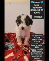 Everest*$800 take home, a male Poodle - Toy  for sale in Tucson, AZ – 1 of 3