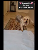 Bernadette*900 take home, a female Yorkshire Terrier for sale in Tucson, AZ – 3 of 3