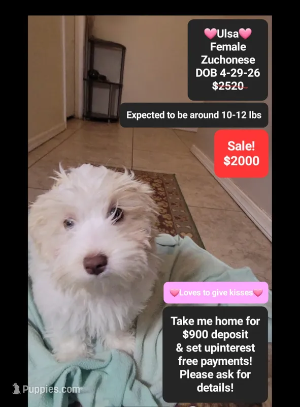Ulsa*900 take home – Havanese, Shichon puppy for sale in Tucson, AZ