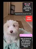 Ulsa*900 take home, a female Havanese and Shichon for sale in Tucson, AZ – 1 of 3