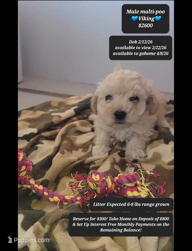 Viking – Maltipoo puppy for sale in Tucson, AZ