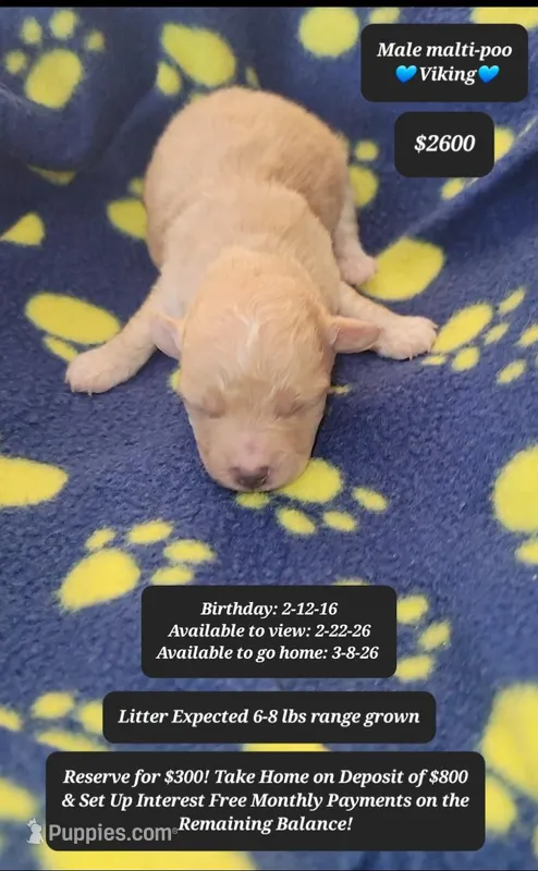 Viking, a male Maltipoo for sale in Tucson, AZ – Photo 1 of 1