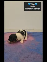 Titan, a male Yorkshire Terrier for sale in Tucson, AZ – 3 of 3