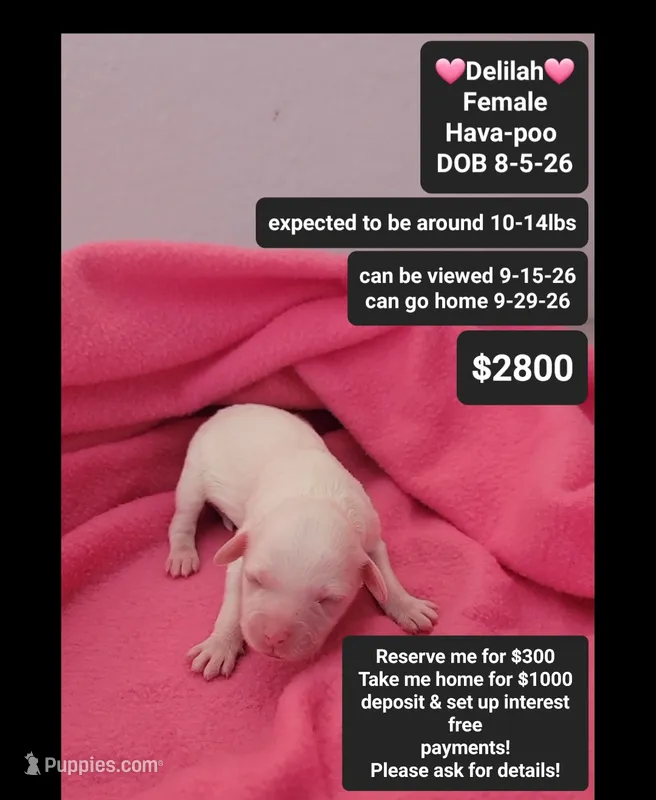 Delilah – Havanese, Poodle - Toy  puppy for sale in Tucson, AZ