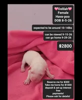 Delilah, a female Havanese and Poodle - Toy  for sale in Tucson, AZ – 1 of 3