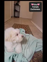 Ulsa*900 take home, a female Havanese and Shichon for sale in Tucson, AZ – 2 of 3