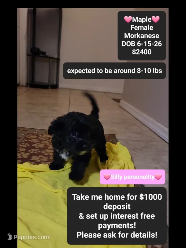 Maple*$1000 take home – Havanese, Morkie puppy for sale in Tucson, AZ