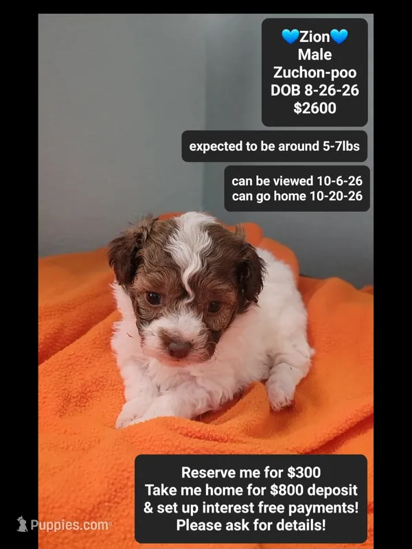 Zion*800 take home – Poodle - Toy , Shichon puppy for sale in Tucson, AZ