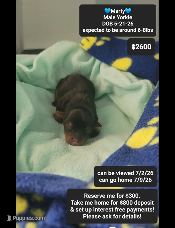 Marty – Yorkshire Terrier puppy for sale in Tucson, AZ