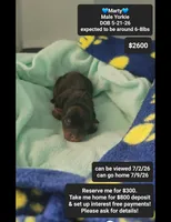 Marty, a male Yorkshire Terrier for sale in Tucson, AZ – 1 of 1
