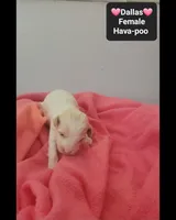 Dallas*1000 take home, a female Havanese and Poodle - Toy  for sale in Tucson, AZ – 2 of 3