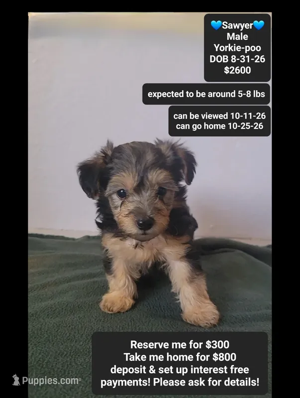 Sawyer*800 take home – Yorkshire Terrier, Poodle - Toy  puppy for sale in Tucson, AZ