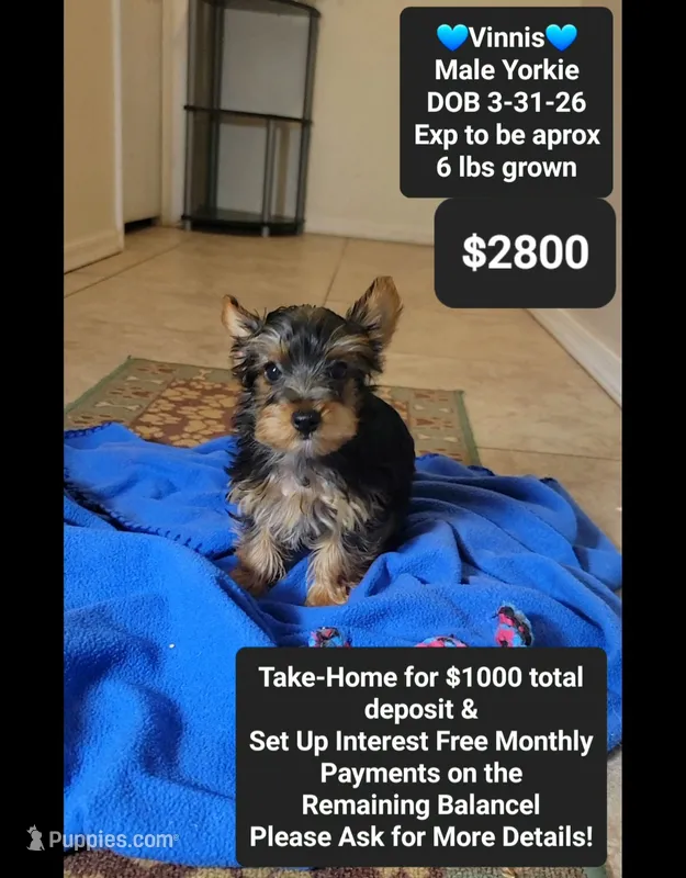 Vinnis – Yorkshire Terrier puppy for sale in Tucson, AZ