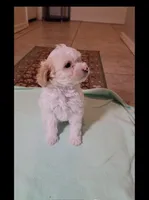 Dolly*900 take home, a female Havanese and Poodle - Toy  for sale in Tucson, AZ – 3 of 3