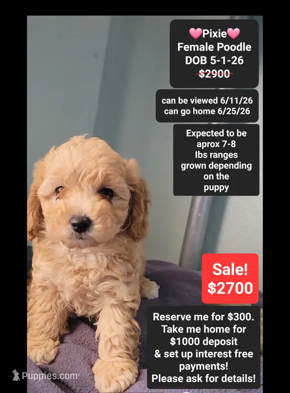 Pixie – Poodle - Toy  puppy for sale in Tucson, AZ