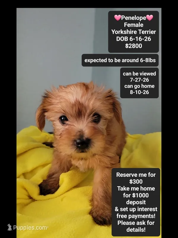 Penelope*$1000 take home – Yorkshire Terrier puppy for sale in Tucson, AZ