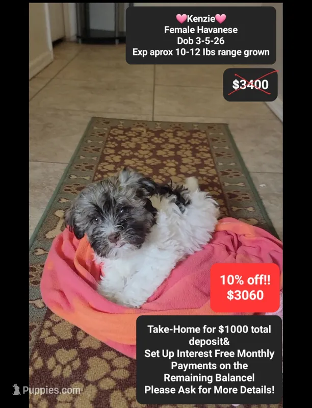 Kenzie – Havanese puppy for sale in Tucson, AZ