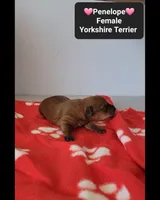 Penelope , a female Yorkshire Terrier for sale in Tucson, AZ – 3 of 3