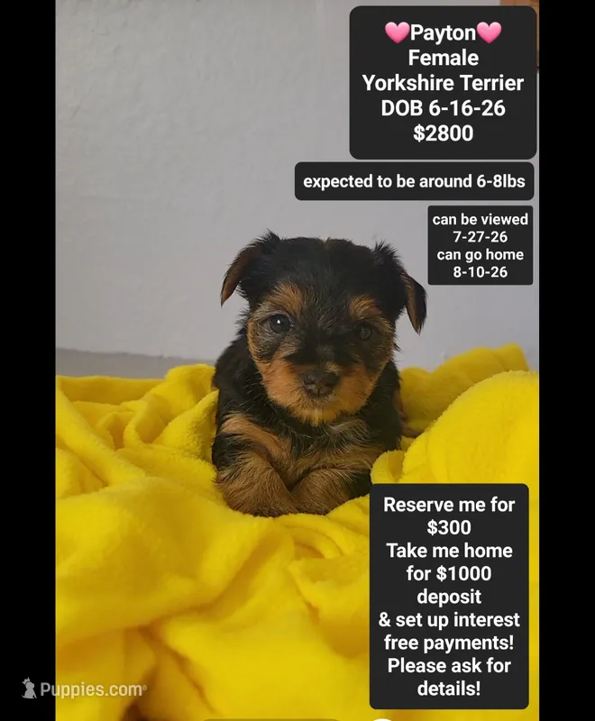 Payton*$1000 take home – Yorkshire Terrier puppy for sale in Tucson, AZ
