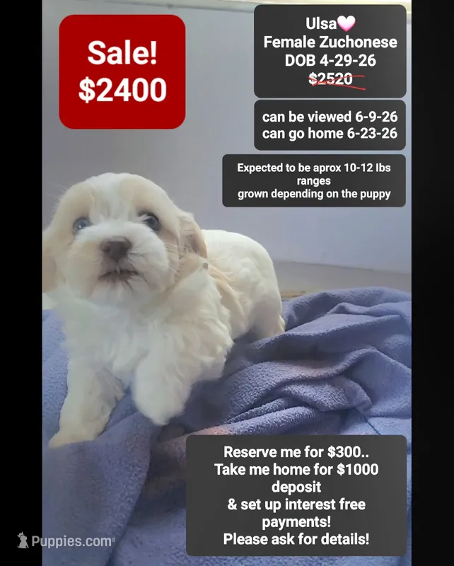 Ulsa – Havanese, Shichon puppy for sale in Tucson, AZ