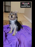 Paisley*1000 take home, a female Yorkshire Terrier for sale in Tucson, AZ – 2 of 2